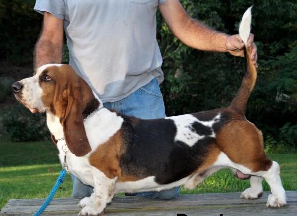 Stonewall Boudreau | Basset Hound 