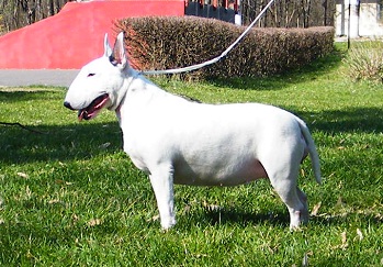 Zig-Zag von Chiorean | Bull Terrier 