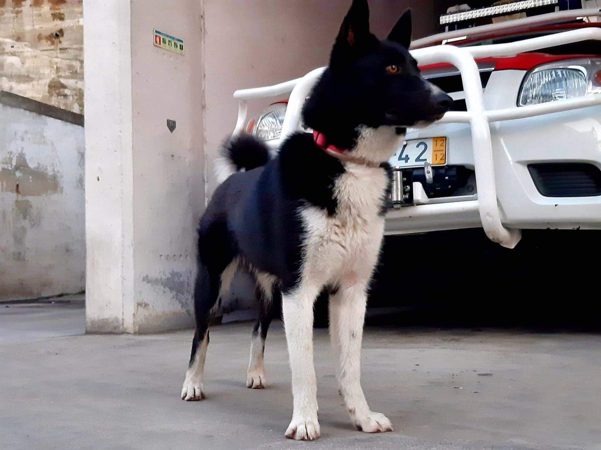 Black Pearl da Villa Saloia | Karelian Bear Dog 