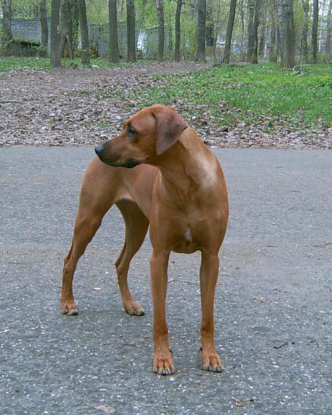 Askona | Rhodesian Ridgeback 