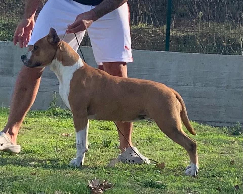 Filla Long Step | American Staffordshire Terrier 