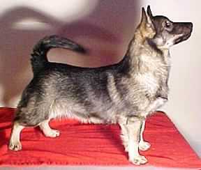 Rätt O Slätts Lobo | Swedish Vallhund 