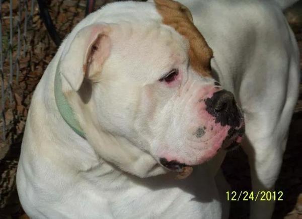 Cox Jackie Boy | American Bulldog 