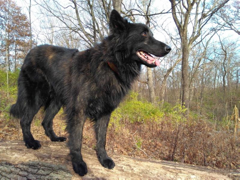 Blackfrosts Indian River Bottom Cooper | Dutch Shepherd 