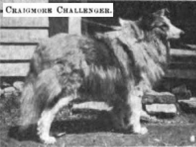 Craigmore Challenger 078954 vXXI | Rough Collie 