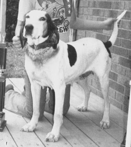 Rutan's Bear Creek Princess | Treeing Walker Coonhound 