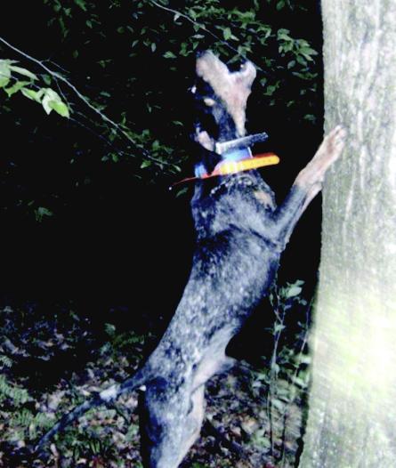 Jeffers' Blue Sport | Bluetick Coonhound 