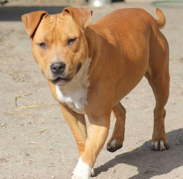 Rank among the best Daisy | American Staffordshire Terrier  Rank among the best Daisy | American Staffordshire Terrier