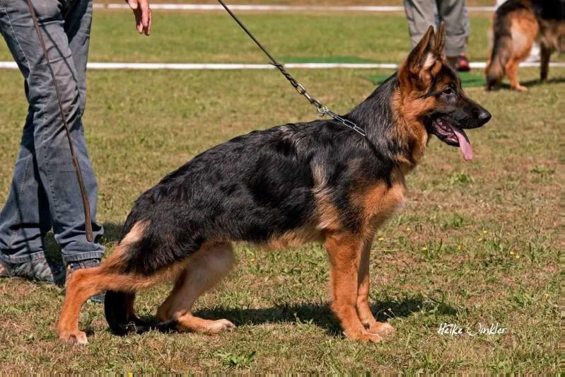Drixi TEAM Gigelsfelsen | German Shepherd Dog 