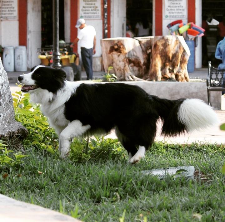 Kitana (Varela) | Border Collie 