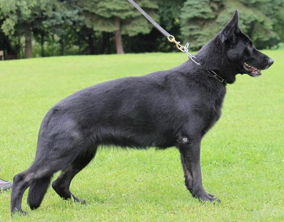 Woni vom Eichbaum | German Shepherd Dog 