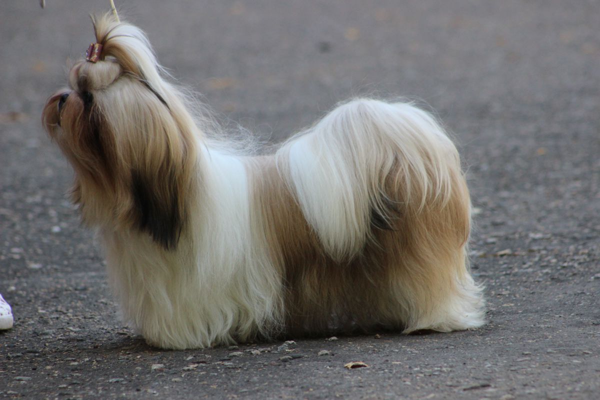 Lourens Malefisenta | Shih Tzu 