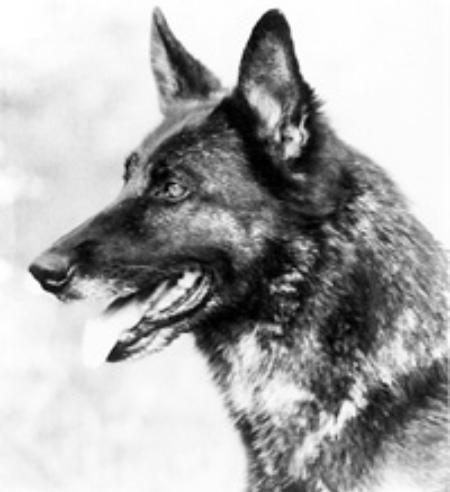 Zita vom Kirschental | German Shepherd Dog 