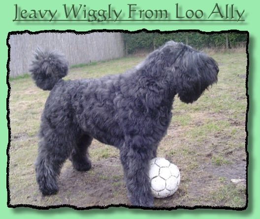 Jeavy from Loo Ally | Bouvier des Flandres 