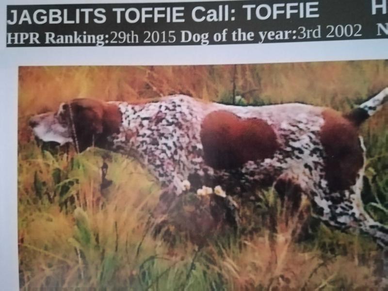 JAGBLITS TOFFIE | German Shorthaired Pointer 