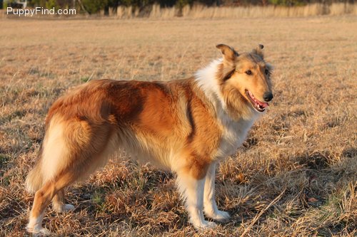 Amber Dawn's Autumn | Rough Collie 