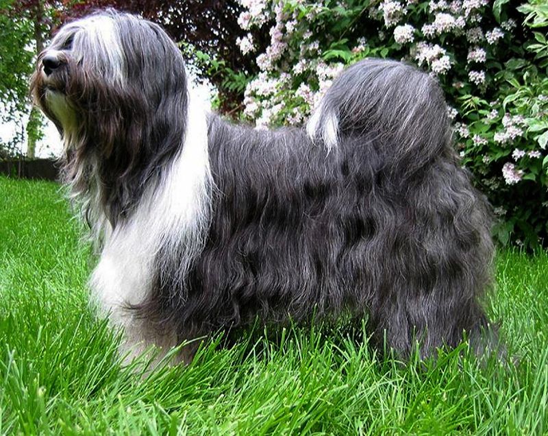 GOVINDA PALI KALACAKRA | Tibetan Terrier 