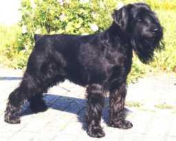 Coson's Attila | Standard Schnauzer 