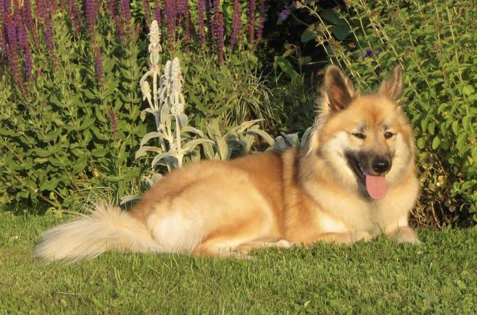 Dansmaer von der Kinnwies | Icelandic Sheepdog 