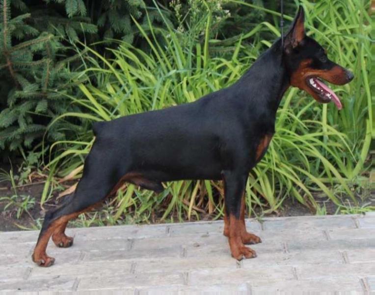 TEN LUNY KING KRAWN | Miniature Pinscher 