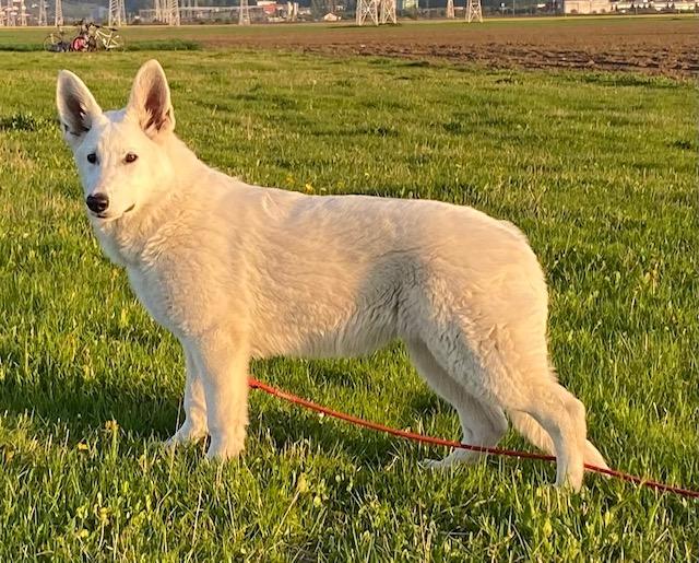 AYSHA | White Swiss Shepherd Dog 