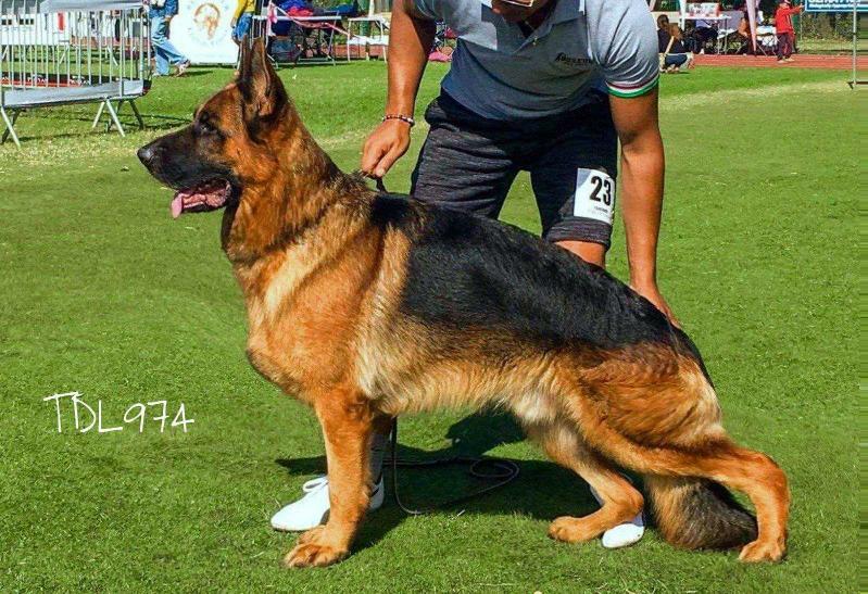 Jork du val d'Anzin | German Shepherd Dog 