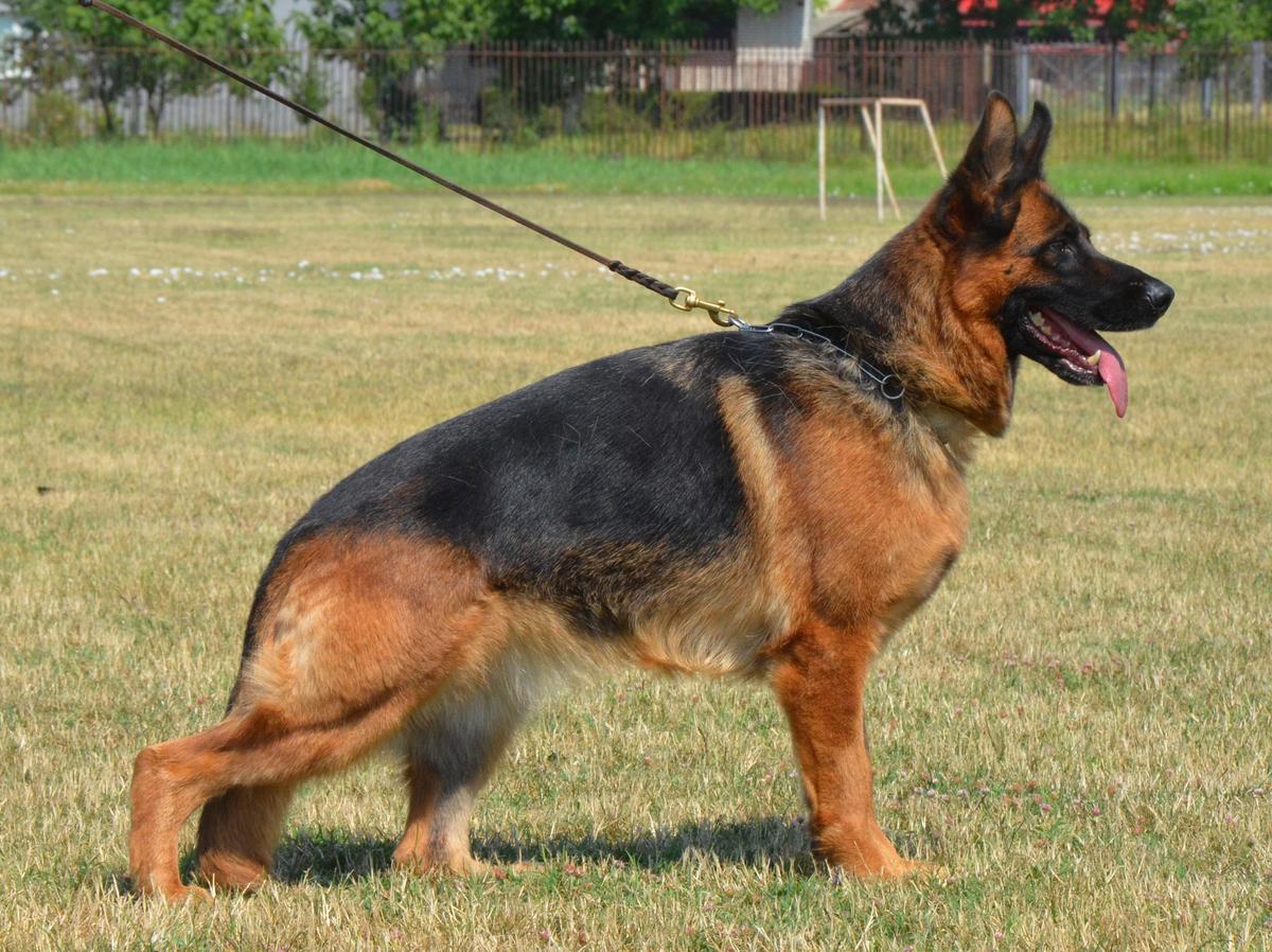 Lotta von Panoniansee | German Shepherd Dog 