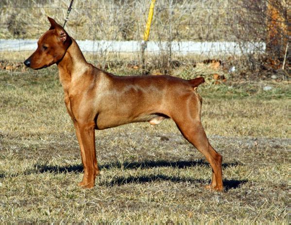 Temerity lightning bug | German Pinscher 