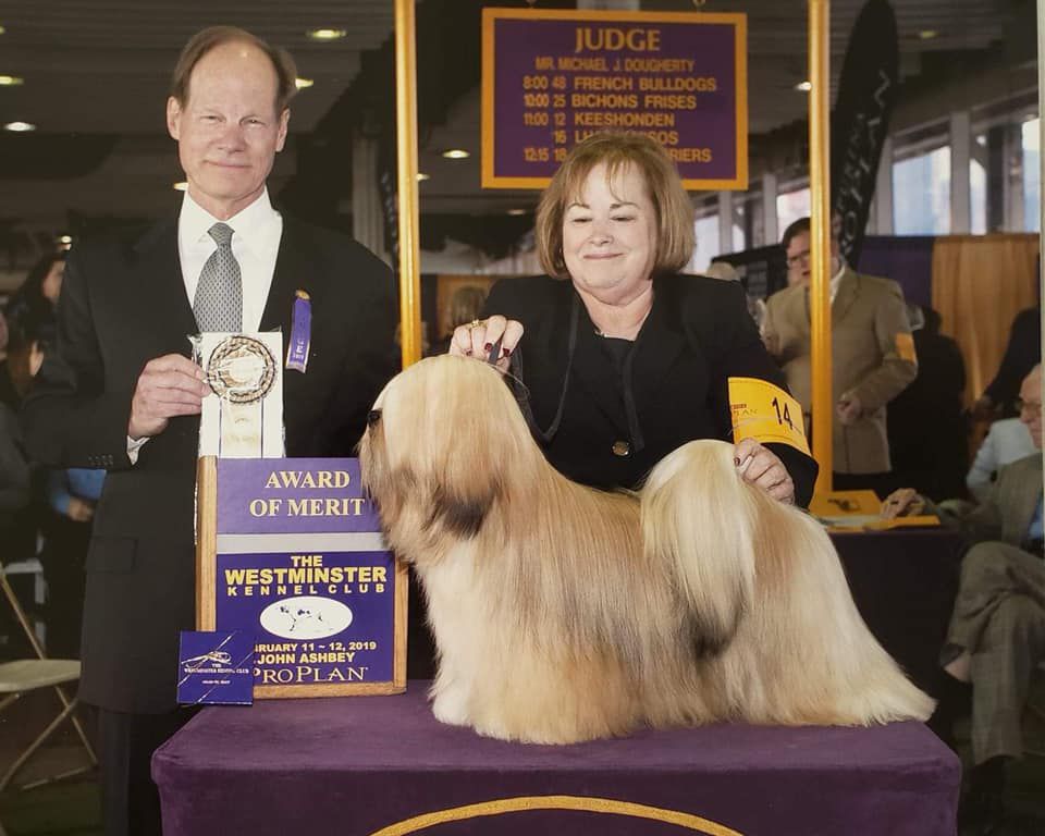 Riverview Hylan Shotru Whats The Rush | Lhasa Apso 