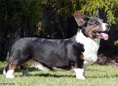 Geestland's Firm Fashinator | Cardigan Welsh Corgi 