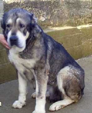 barbi od kore surcina | Central Asian Shepherd Dog 