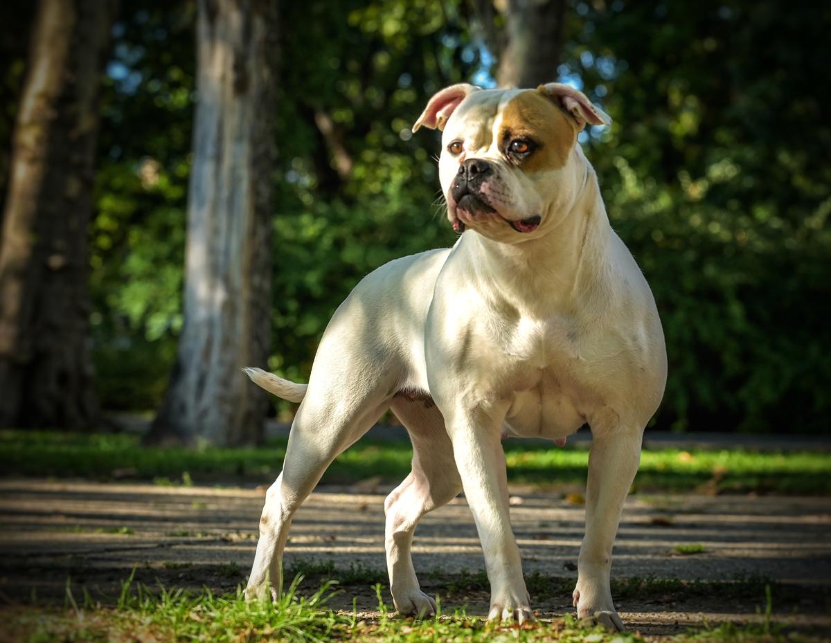 Salvus Bulls Mystic of Avalon's Pepper | American Bulldog 