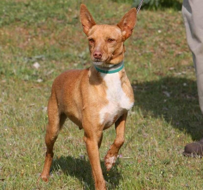 Andalusian Podenco