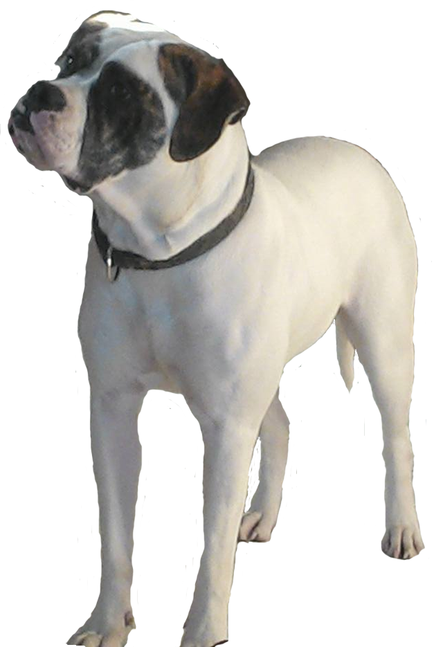 Crazy Angel es Kalotta | American Bulldog 