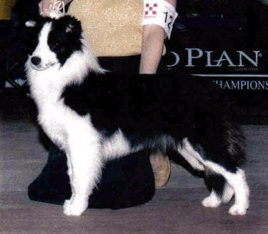 Wagons Ho Kalema Playgirl | Border Collie 