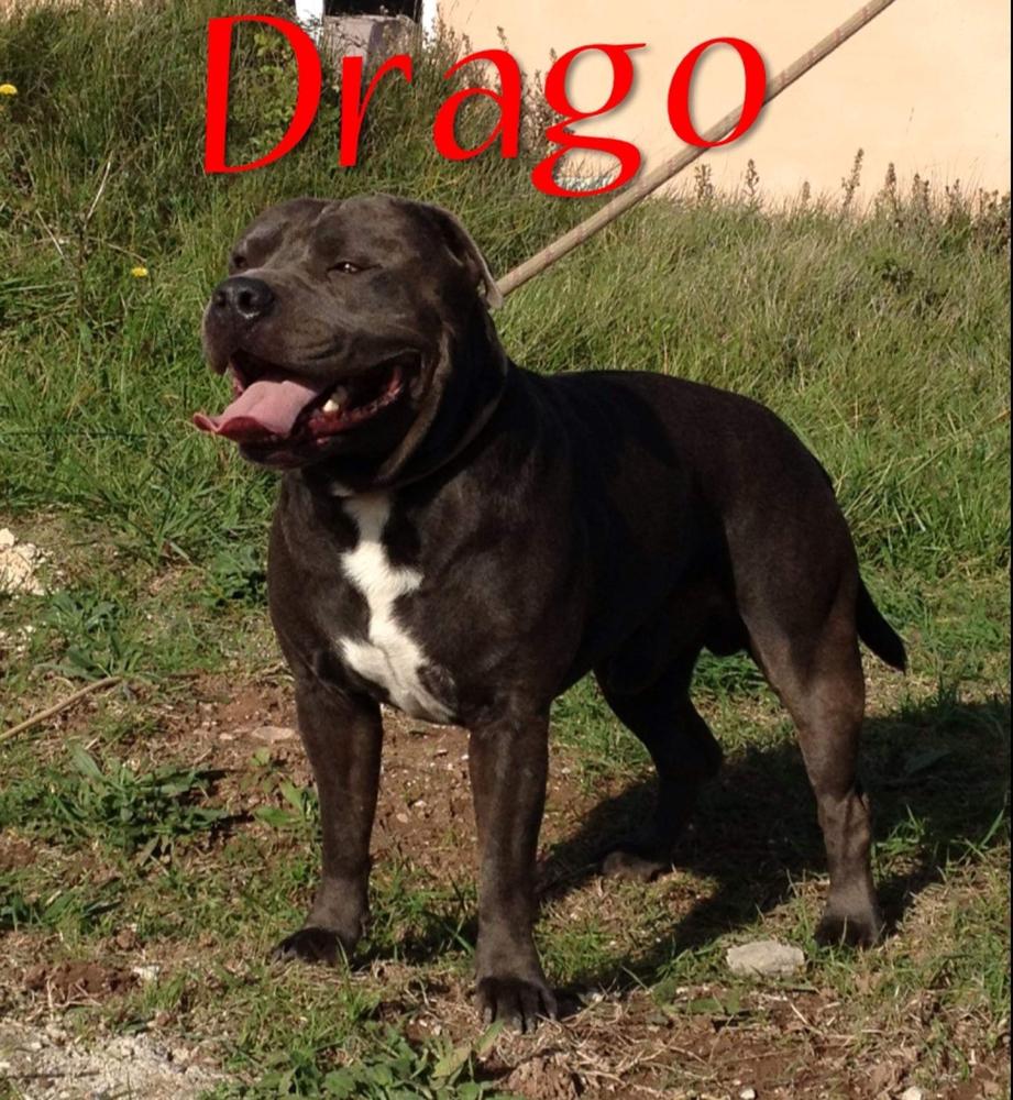 Drago Grand Molosse | American Staffordshire Terrier  Drago Grand Molosse | American Staffordshire Terrier