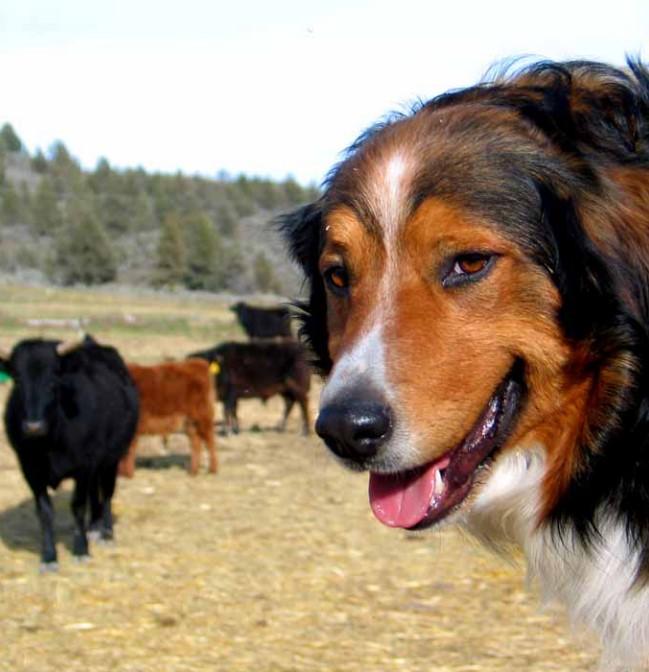 Thomas' Char-Gin Dersam Boston | English Shepherd 