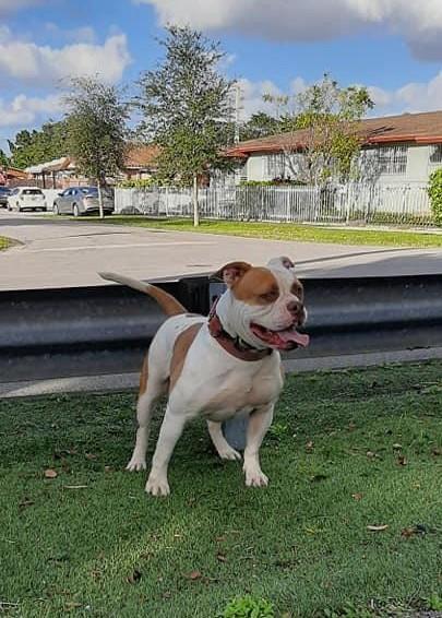 Byfb Luna 2 | American Bulldog 