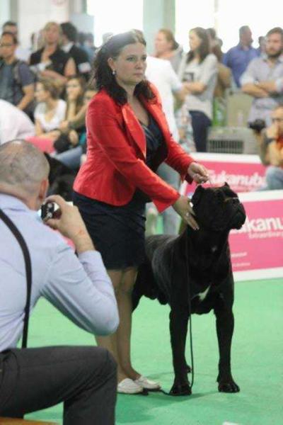 Torro Custodi nos | Cane Corso 