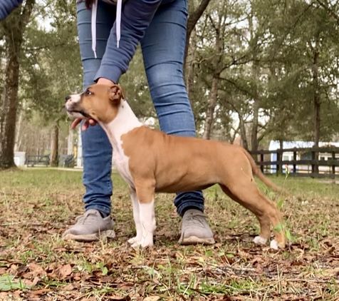 Alpine’s Bit O’Honey | American Staffordshire Terrier 