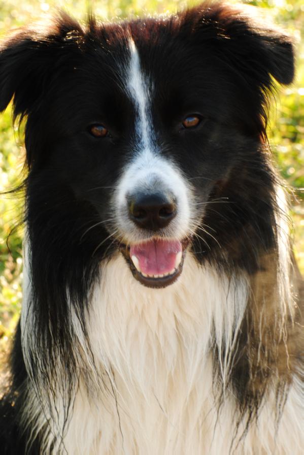 Farley with charme and  cleverness Gismo | Border Collie 