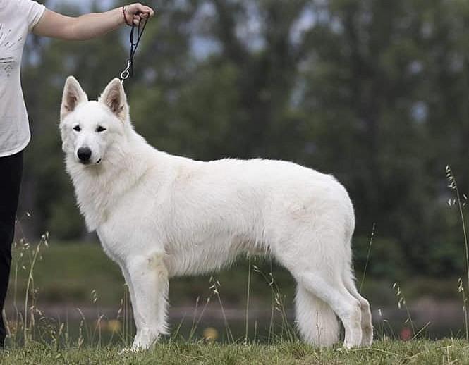 Ra's Al Ghul du Lac de Garm | White Swiss Shepherd Dog 