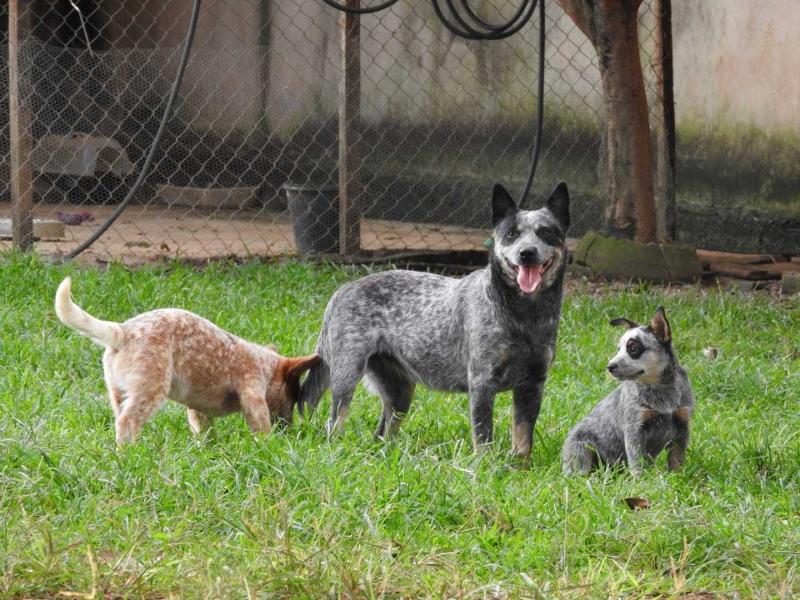 TARCILA BLUE HEELER'S SELIVON | Australian Cattle Dog 