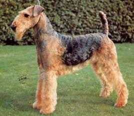 Jokyl Smartie Pants | Airedale Terrier 