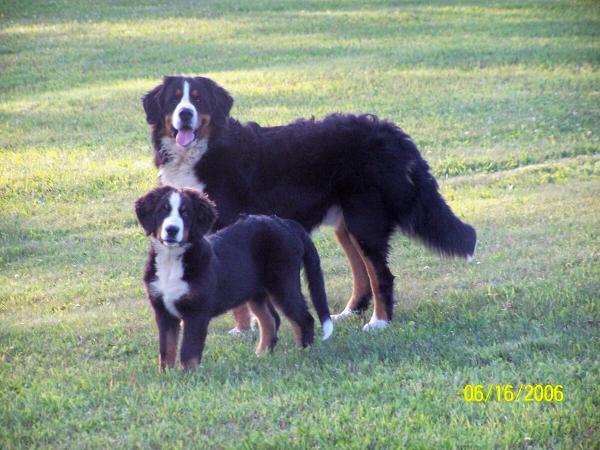 Corbetts Bernie Boy | Bernese Mountain Dog 