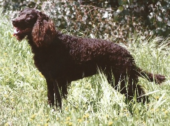 California Chocolate Chip | American Water Spaniel 