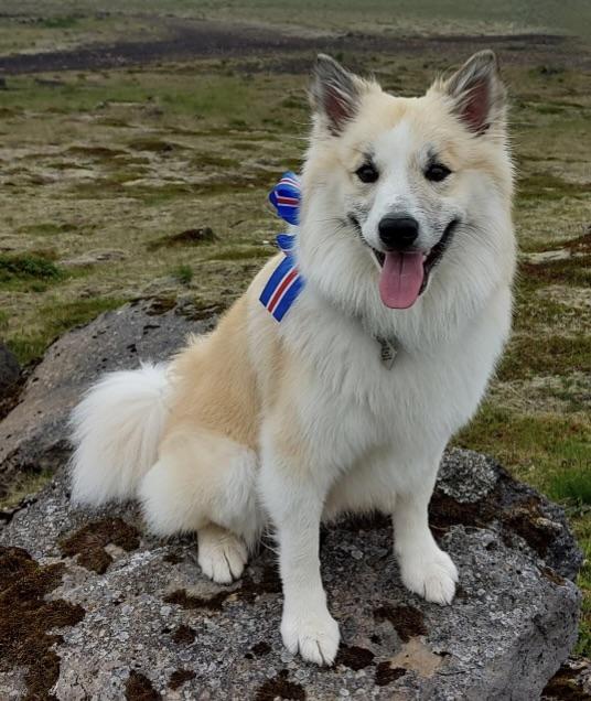 Snætinda Jaki | Icelandic Sheepdog 