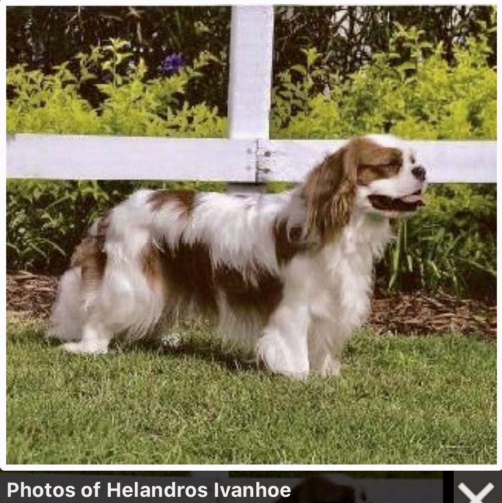 Helandros Ivanhoe | Cavalier King Charles Spaniel 