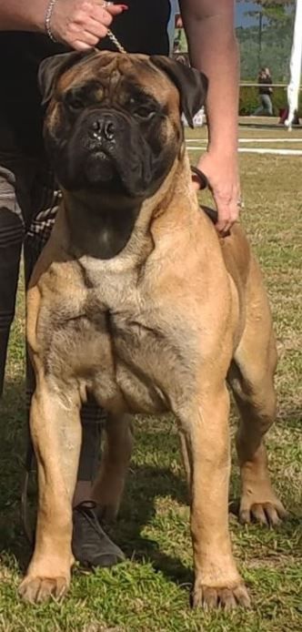 NASHBANK MAGNIFICENT ARDHUB | Bullmastiff 