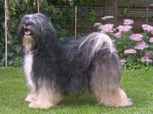 NOTORIOUS NADIS LAMLEH VON DER LOBENBREITE | Tibetan Terrier 